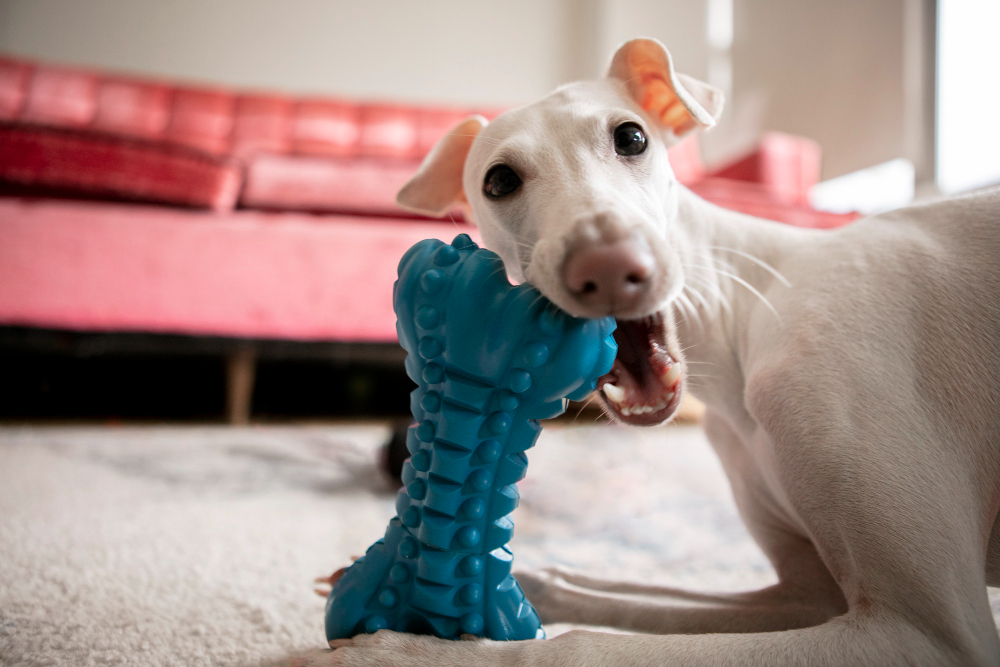 5 Tricks That Actually Match Your Dog's Brain