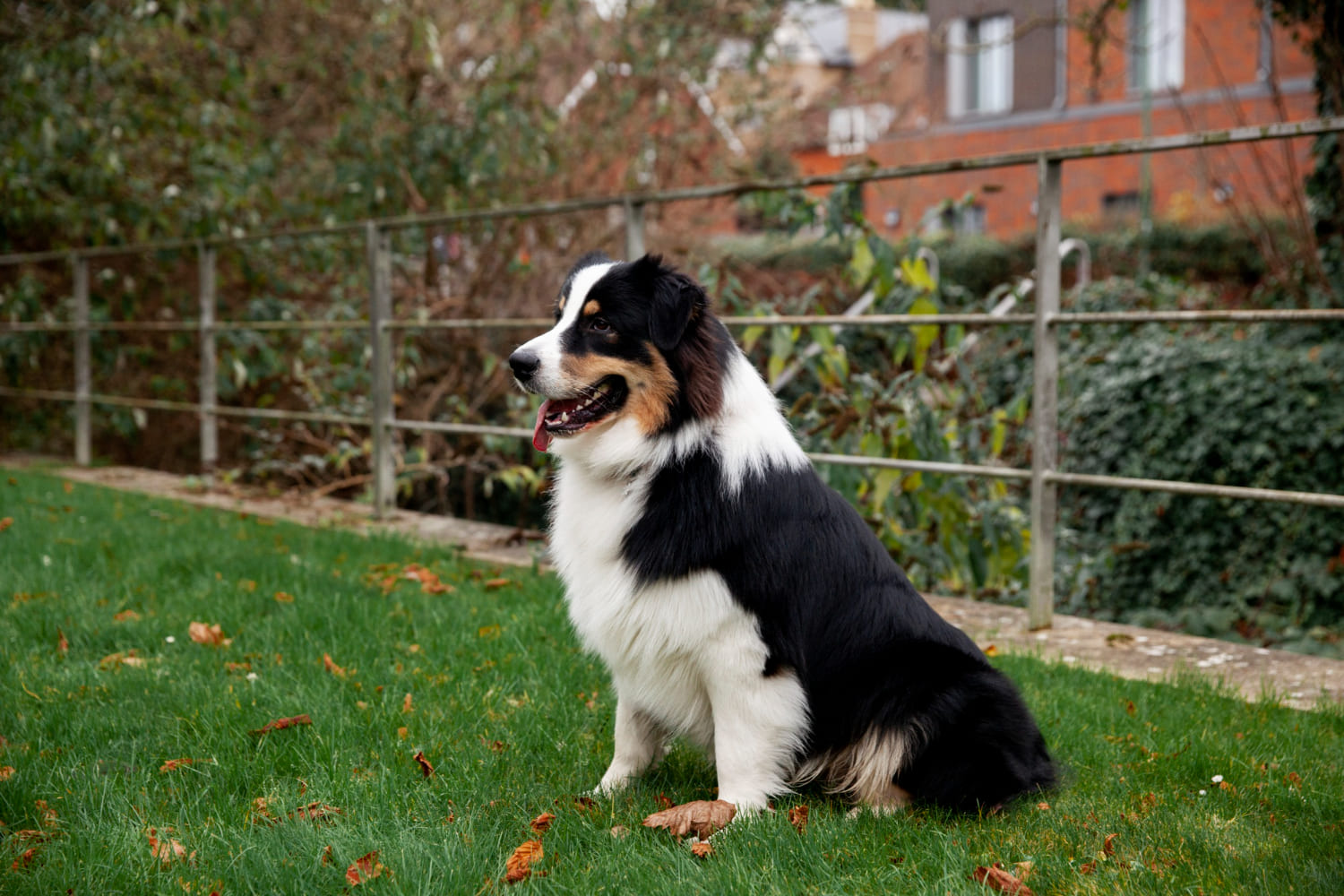 What Whisky the Border Collie Teaches Us About Picking the Right Dog