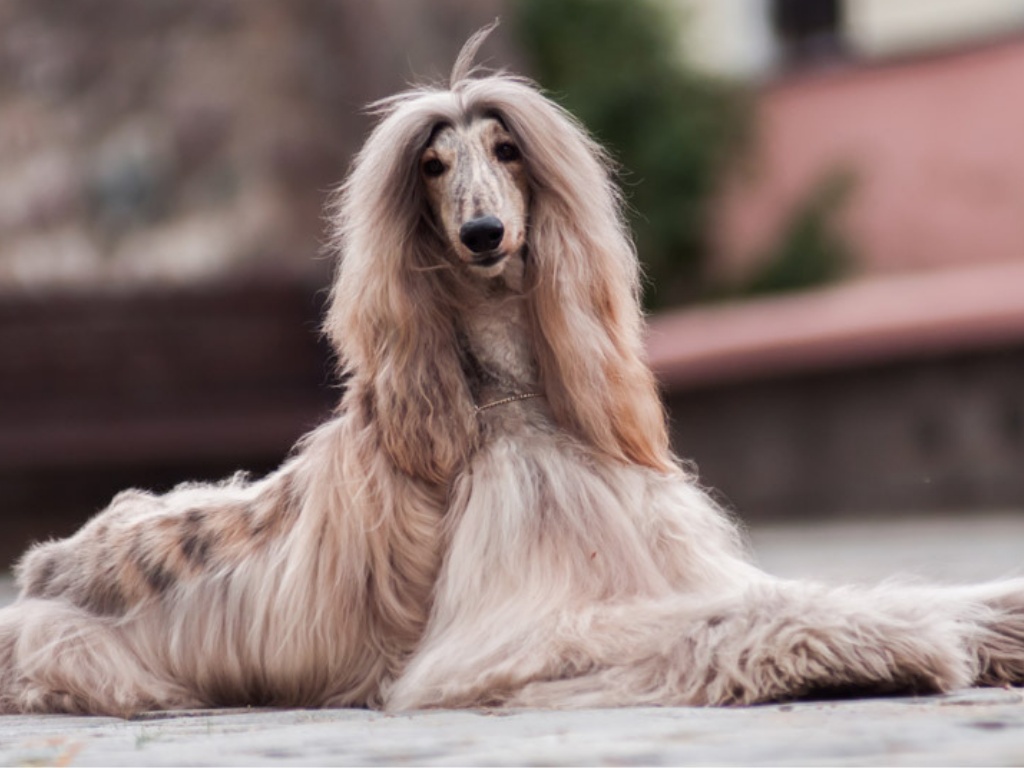 Afghan Hound 1