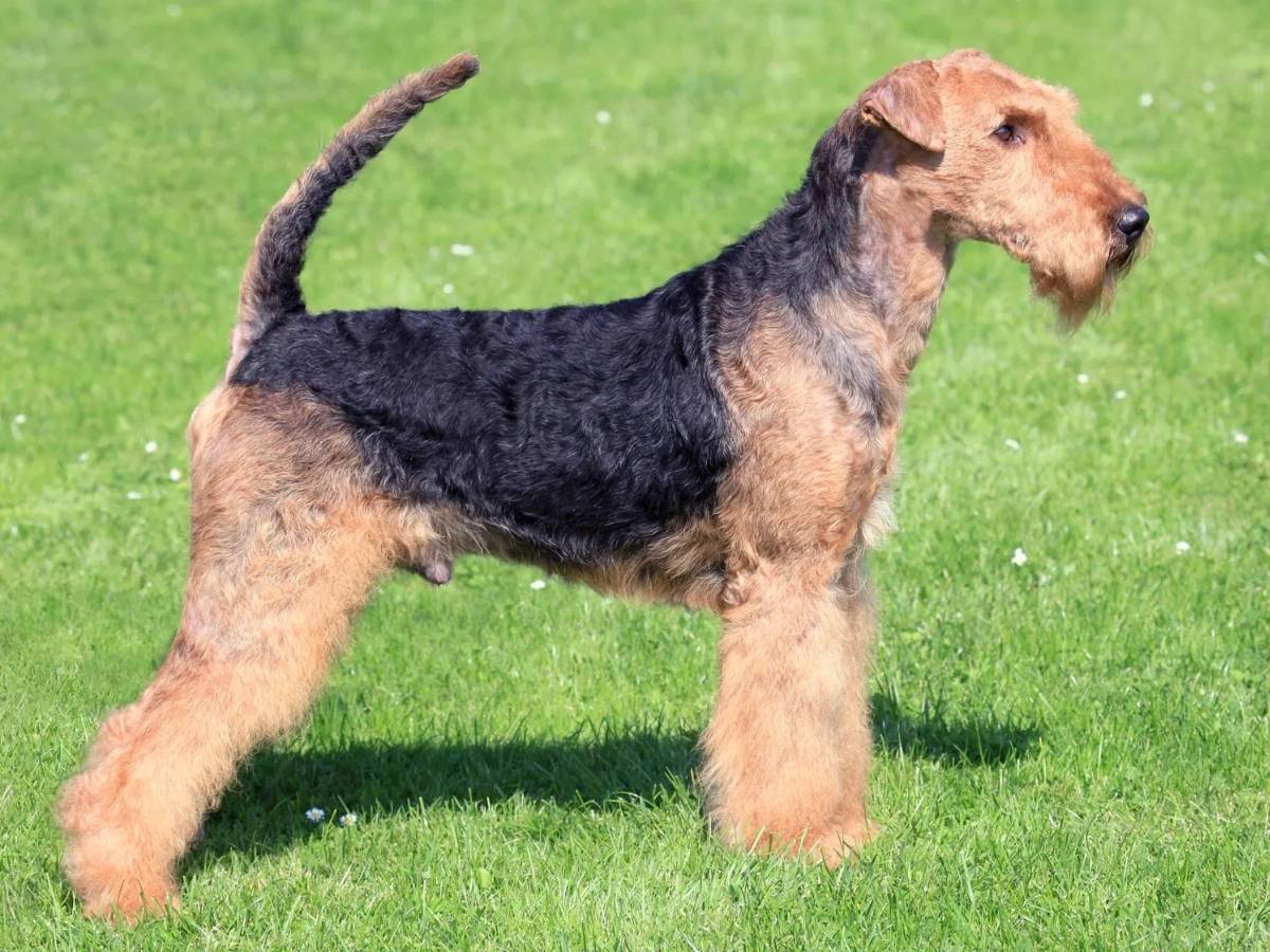 Airedale Terrier 1