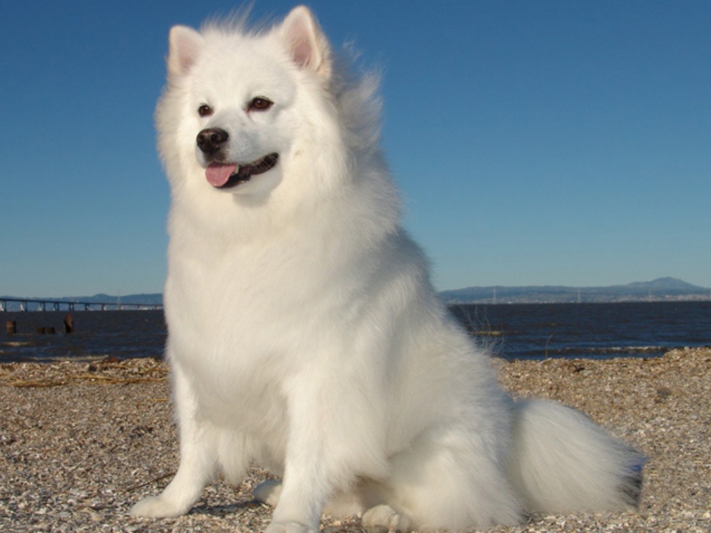 American Eskimo Dog 1