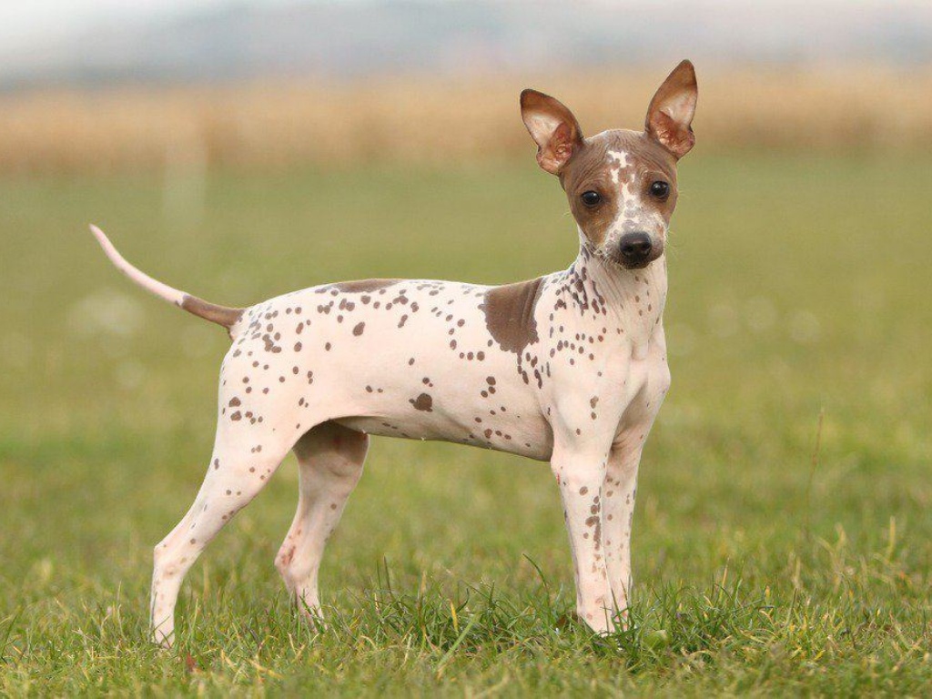 American Hairless Terrier 1
