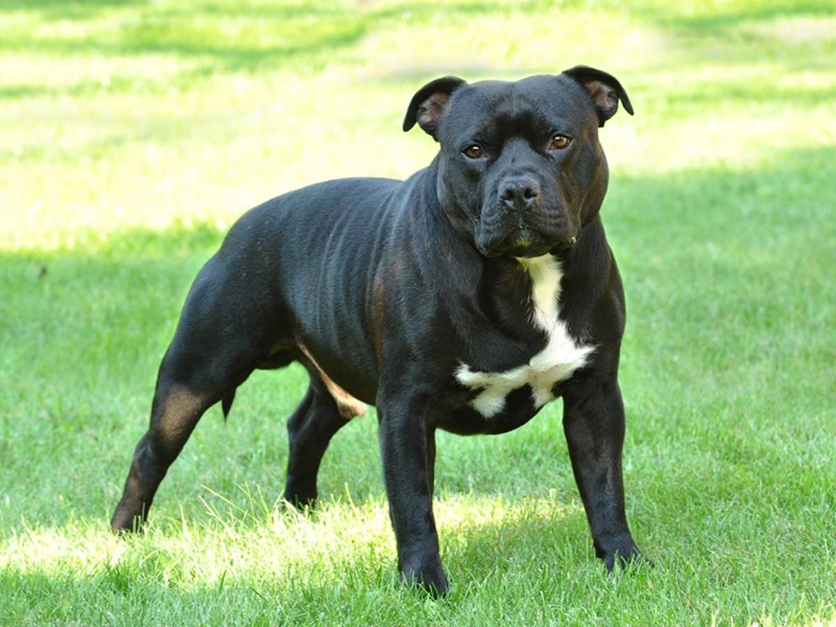 American Staffordshire Terrier 1