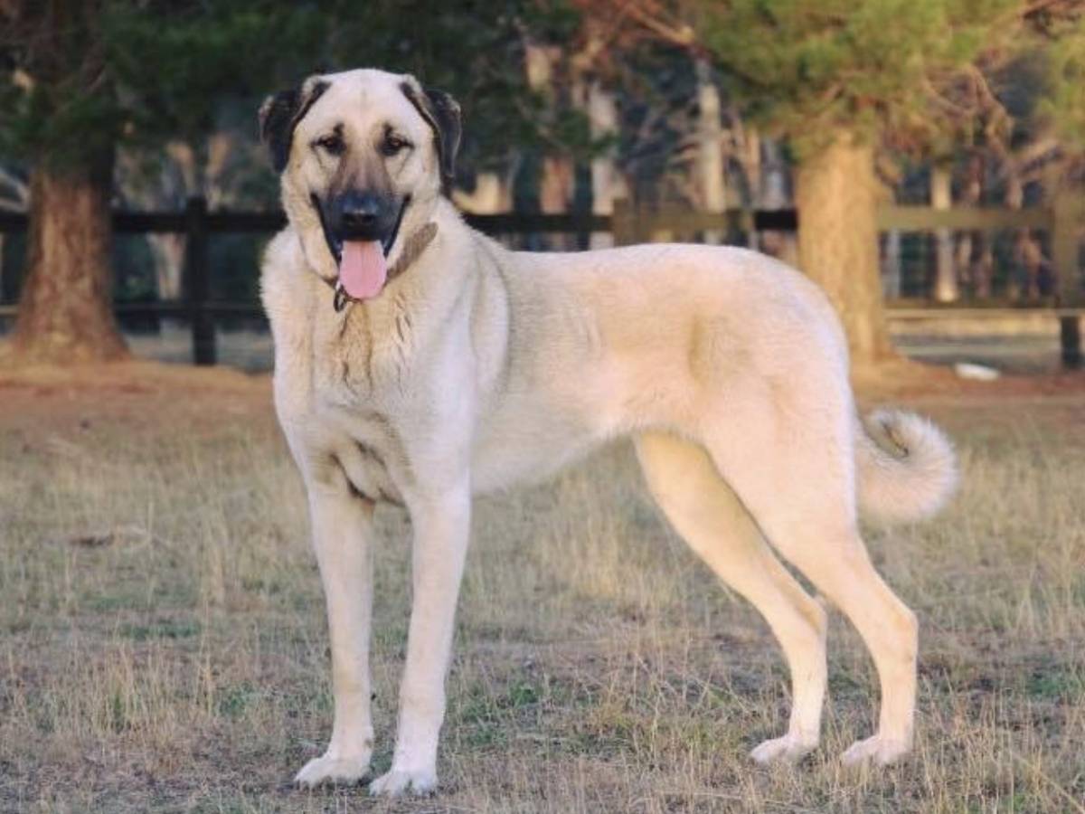 Anatolian Shepherd Dog 1