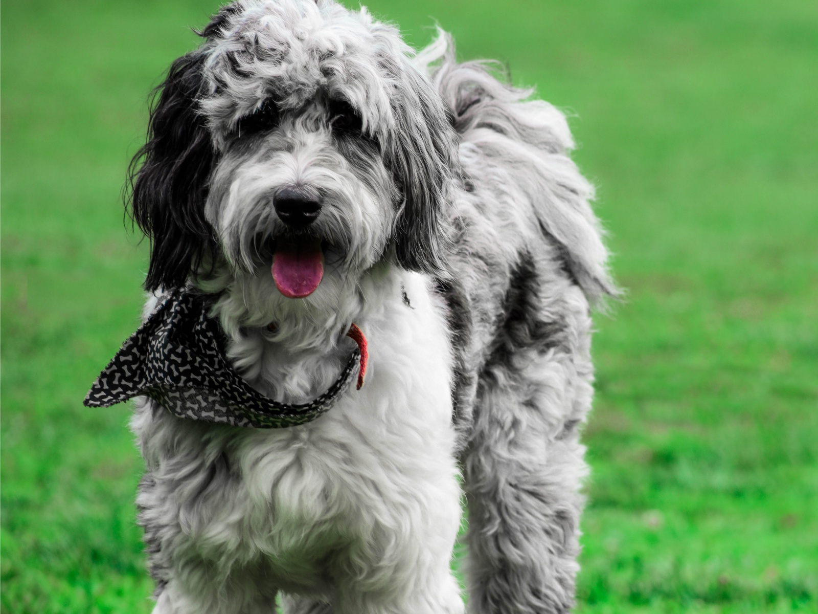 Aussiedoodle 1