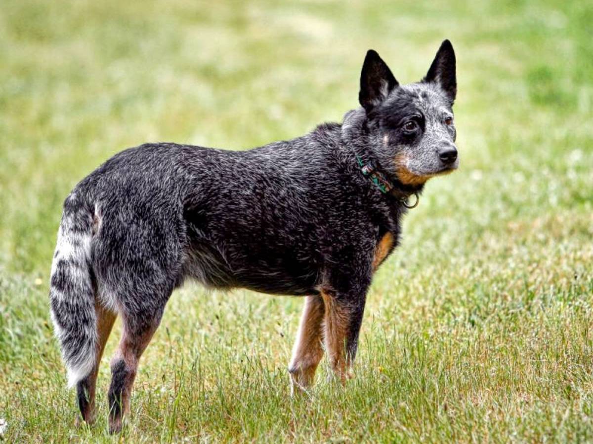 Australian Cattle Dog 1