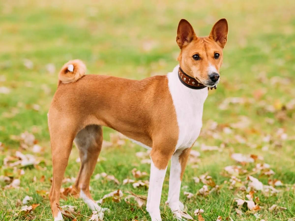 Basenji 1