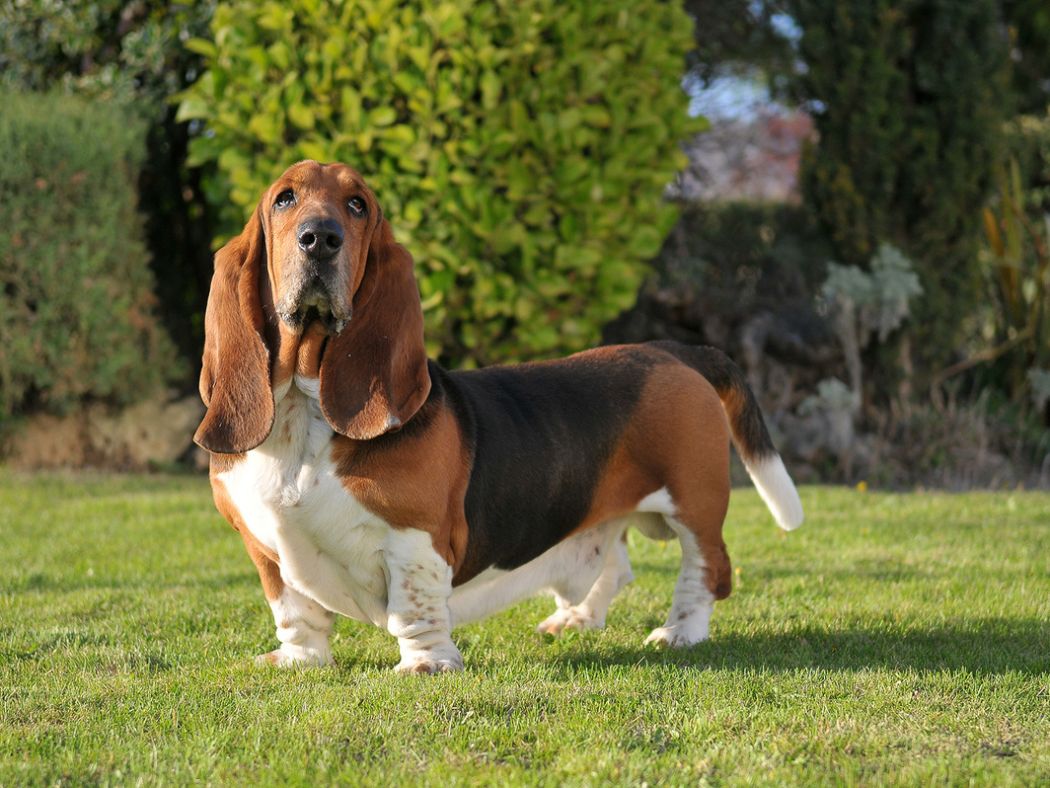 Basset Hound 1