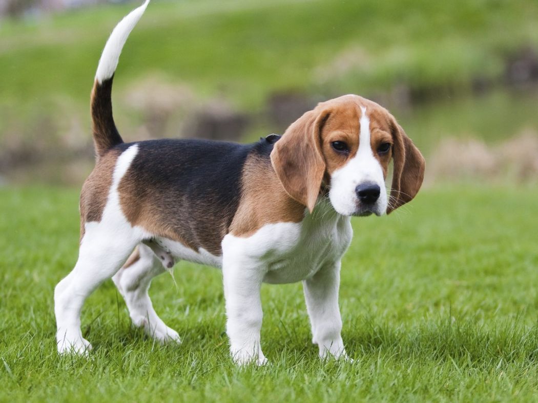 Beagle 1
