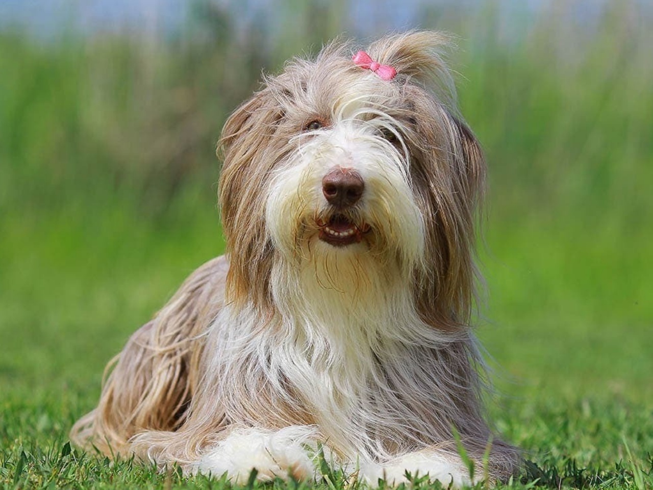 Bearded Collie 1