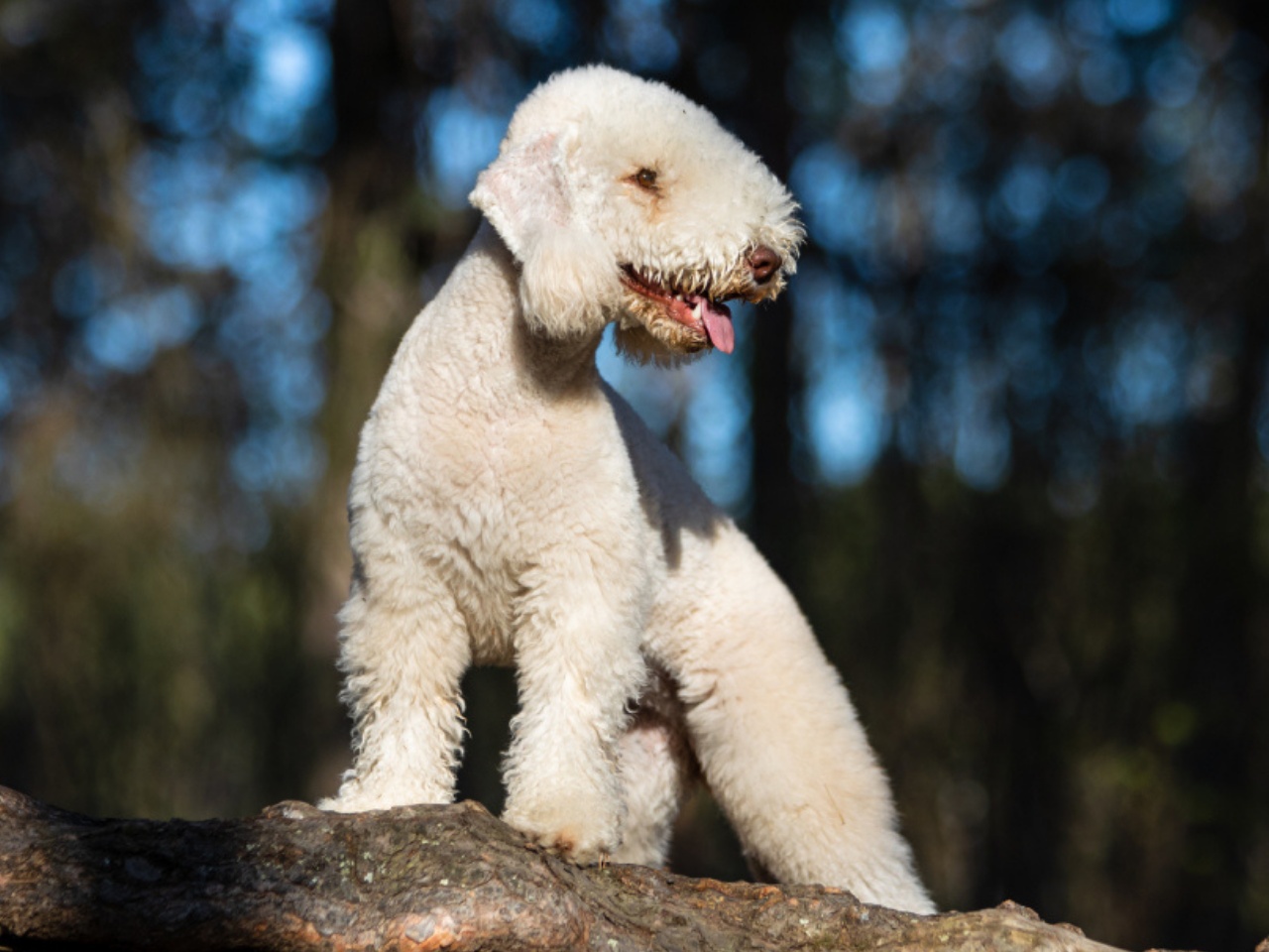 Bedlington Terrier 1