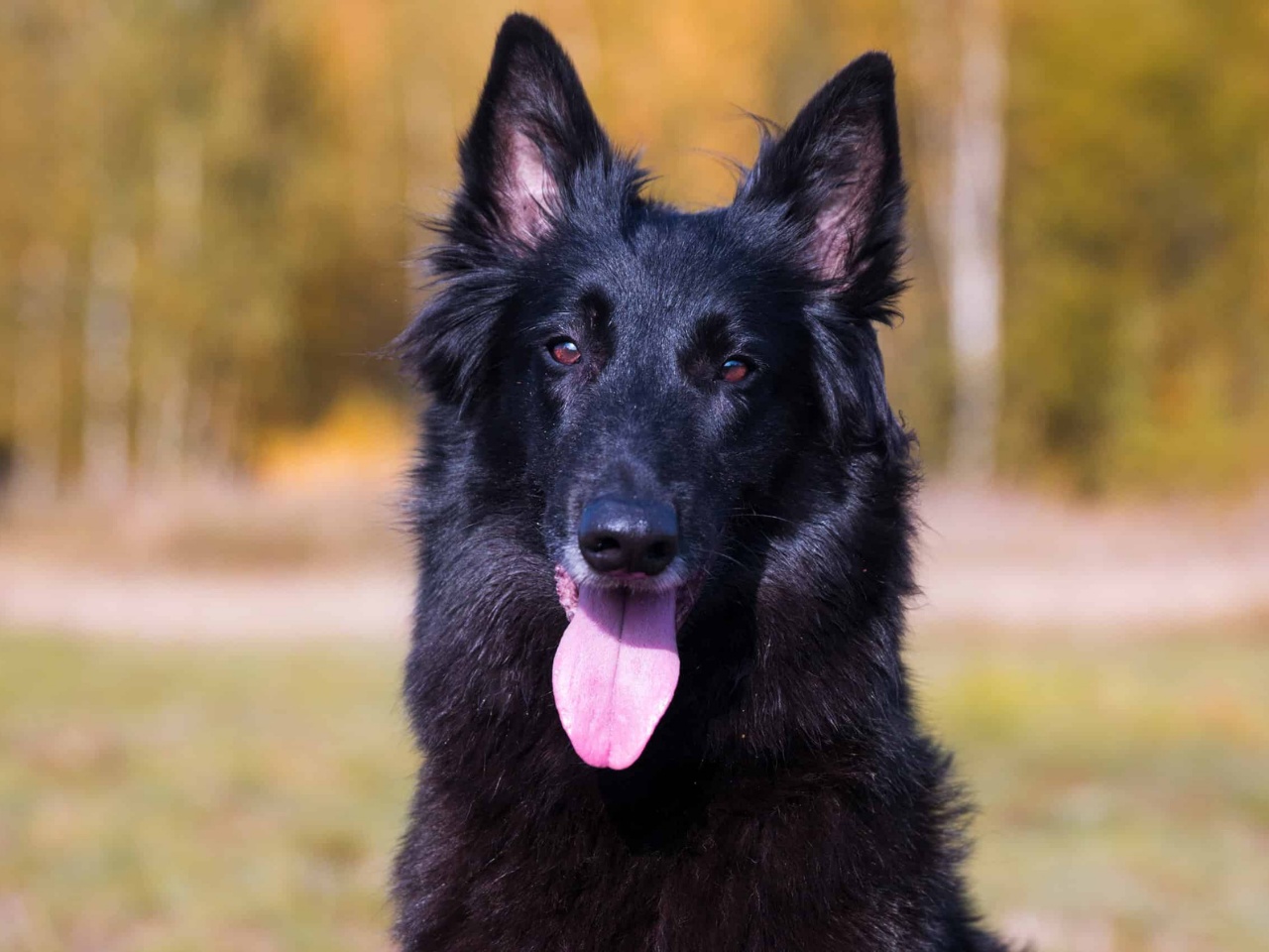 Belgian Sheepdog 1