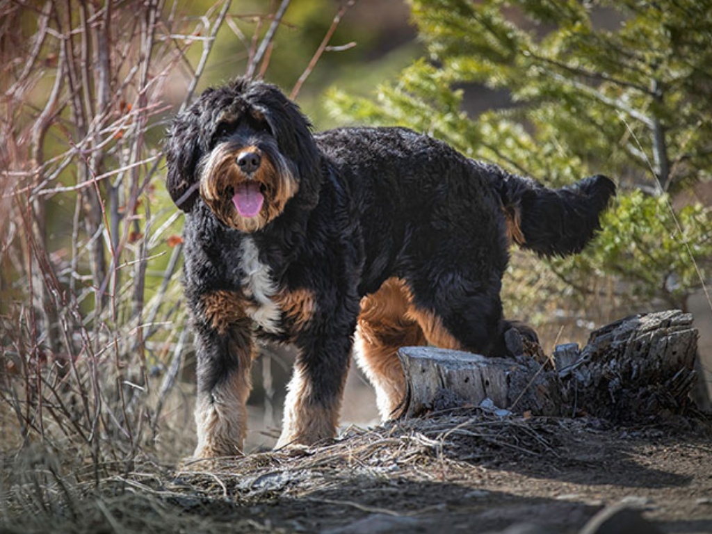 Bernedoodle 1