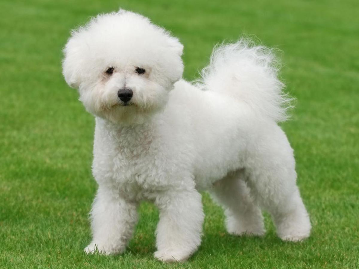 Bichon Frise 1