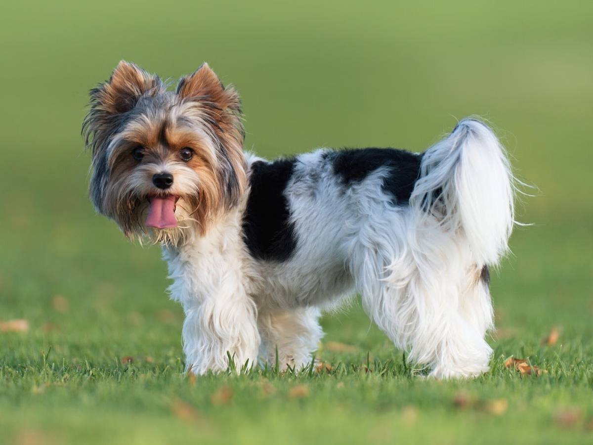 Biewer Terrier 1