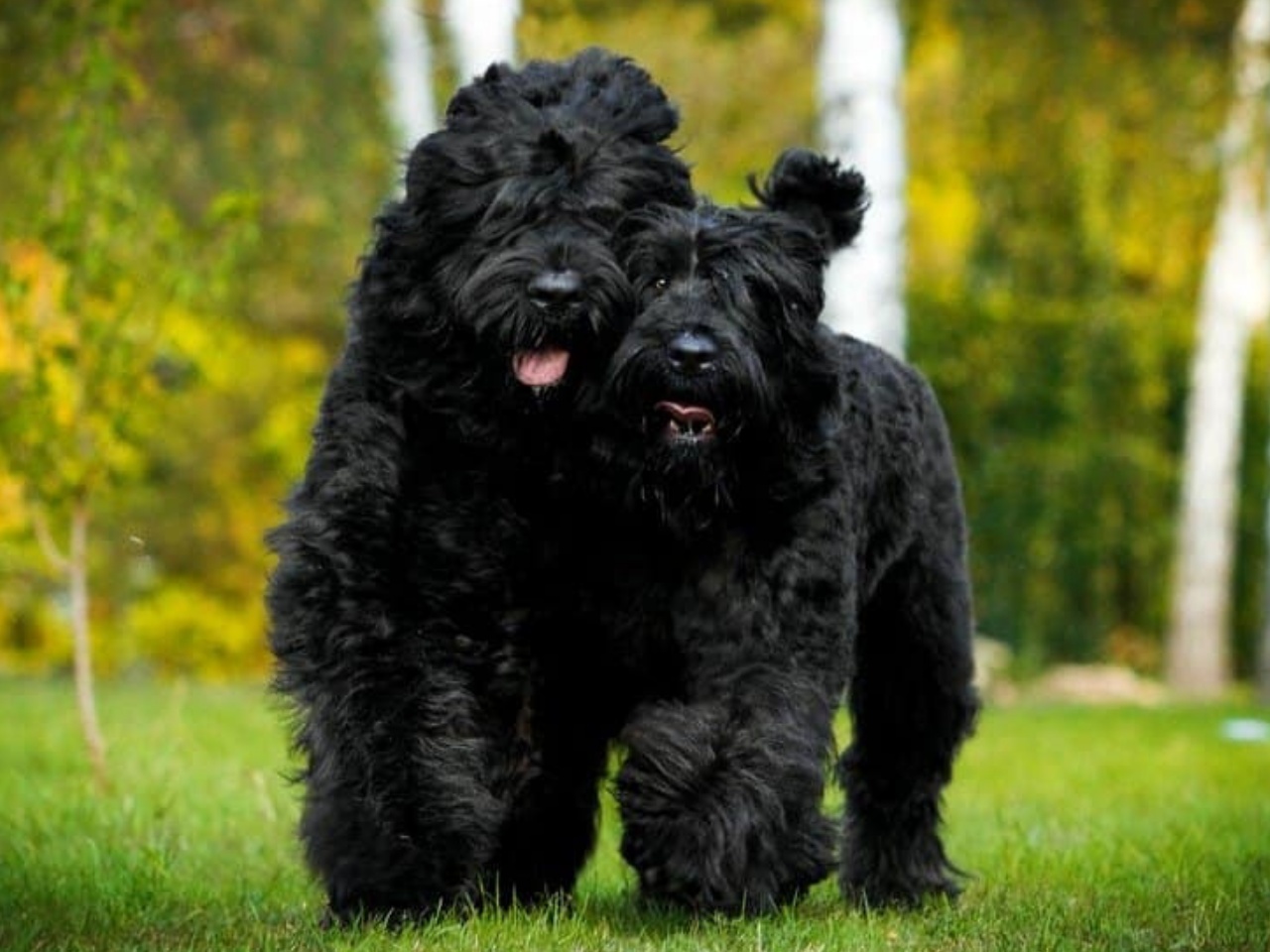 Black Russian Terrier 1