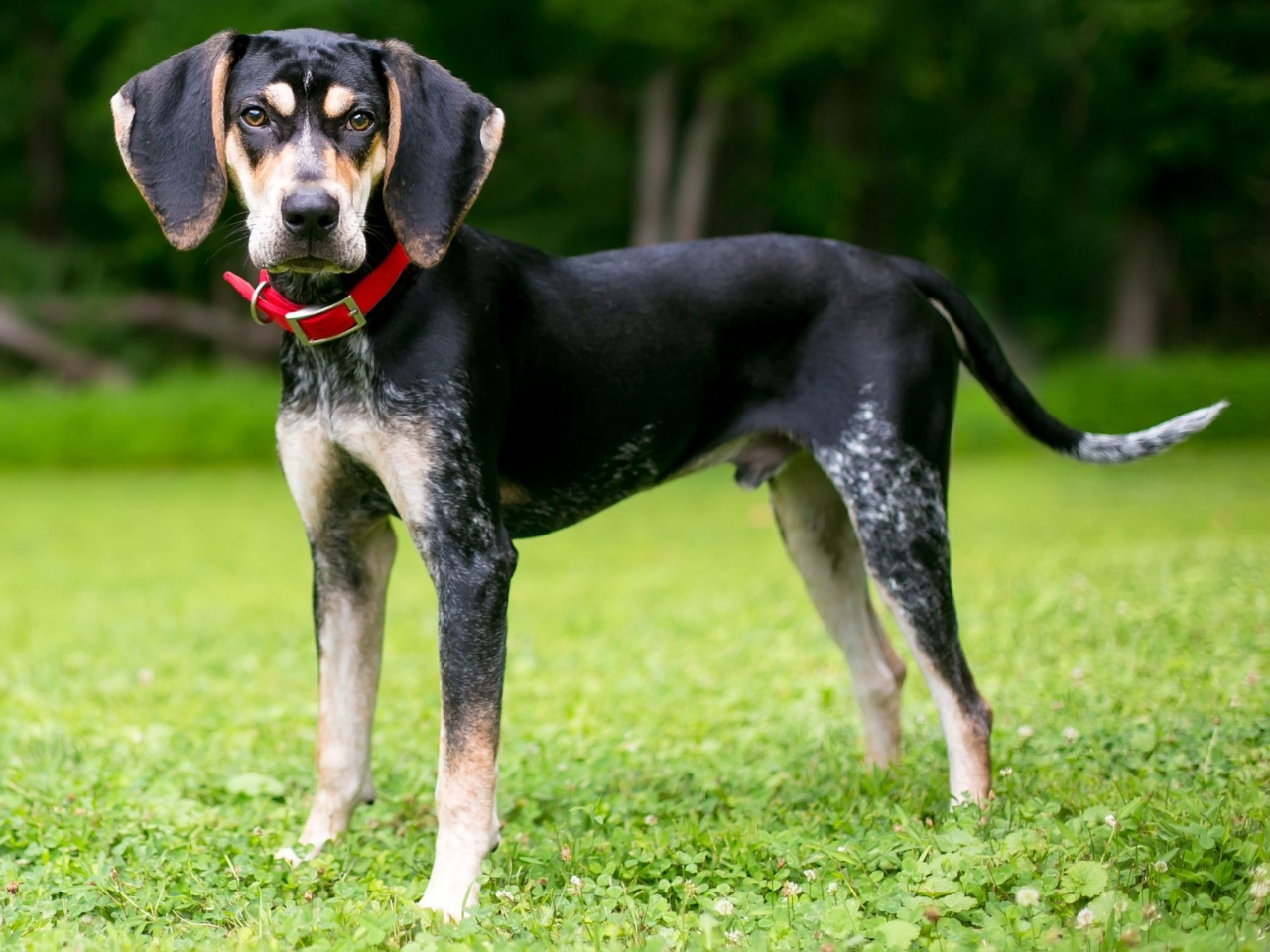 Bluetick Coonhound 1