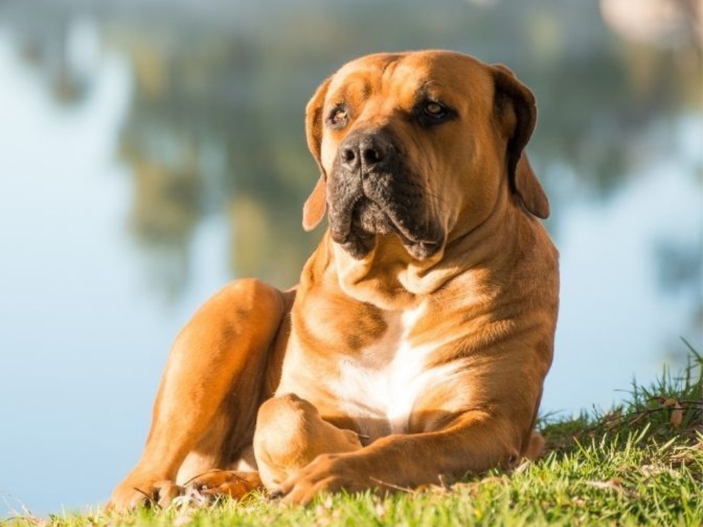 Boerboel 1