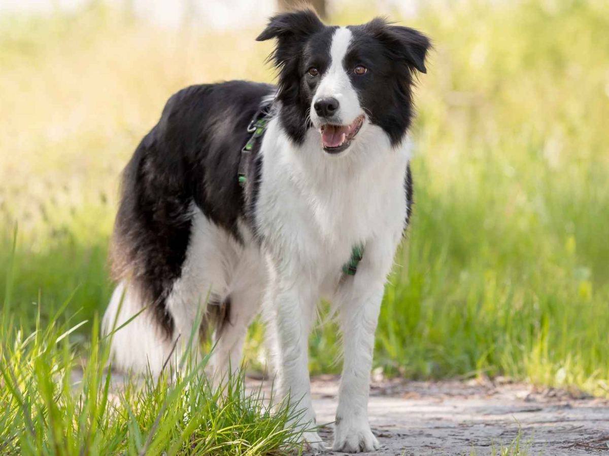 Border Collie 1