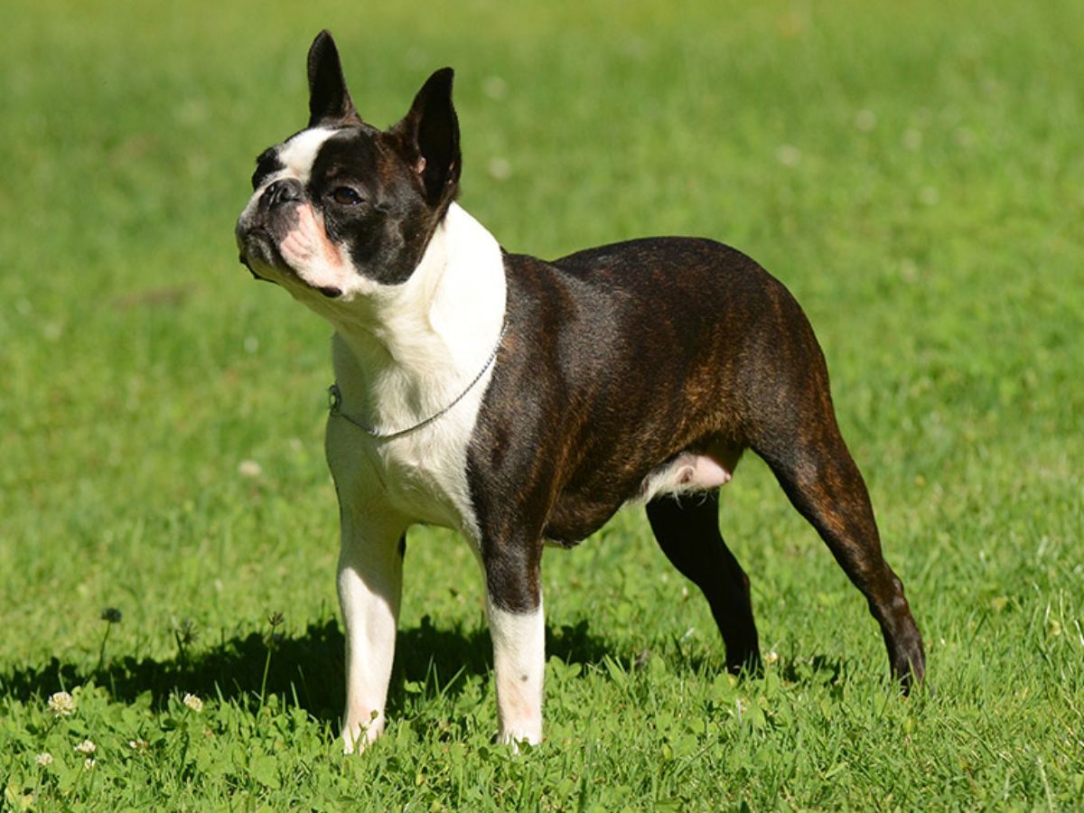 Boston Terrier 1