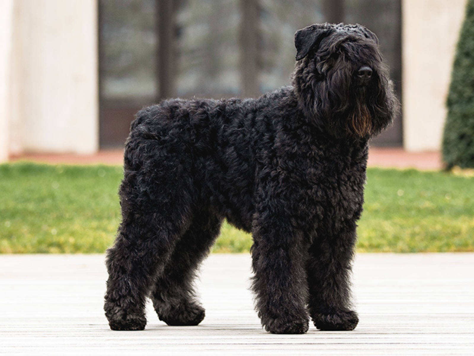 Bouvier des Flandres 1