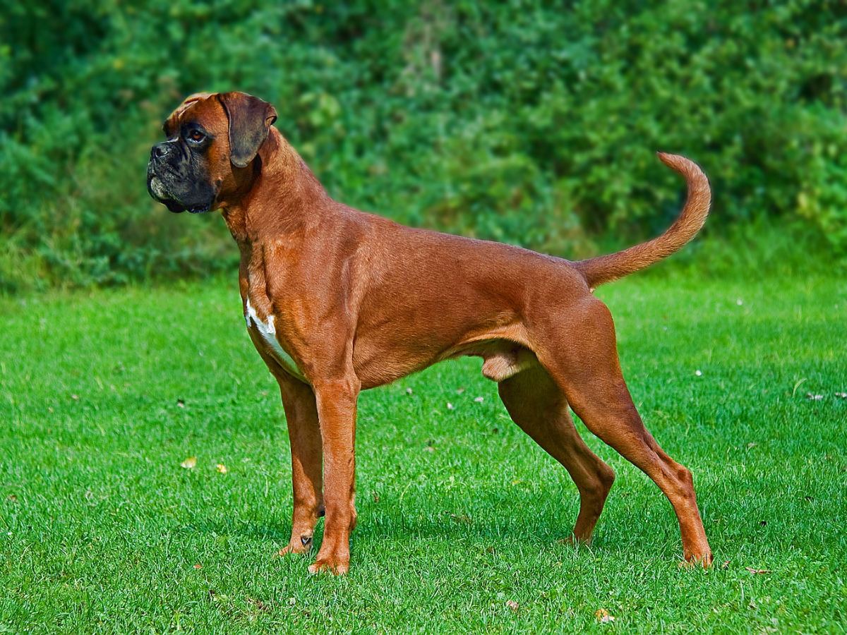 Boxer 1