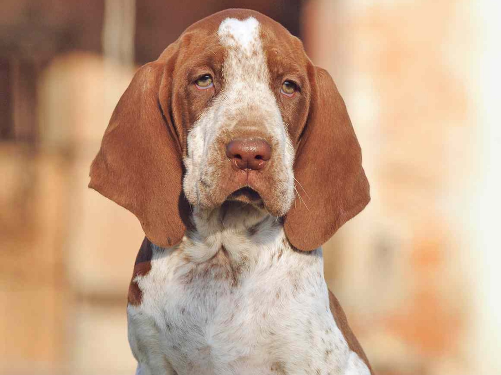 Bracco Italiano 1