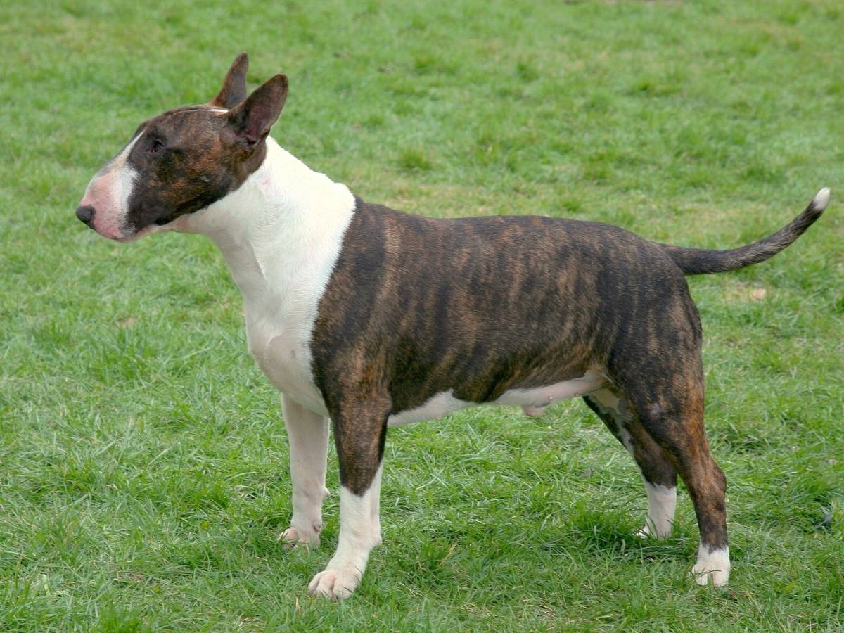 Bull Terrier 1