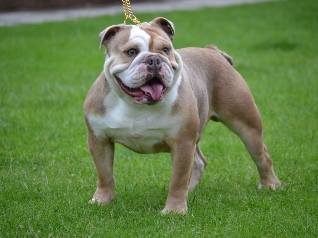 Bulldog 1