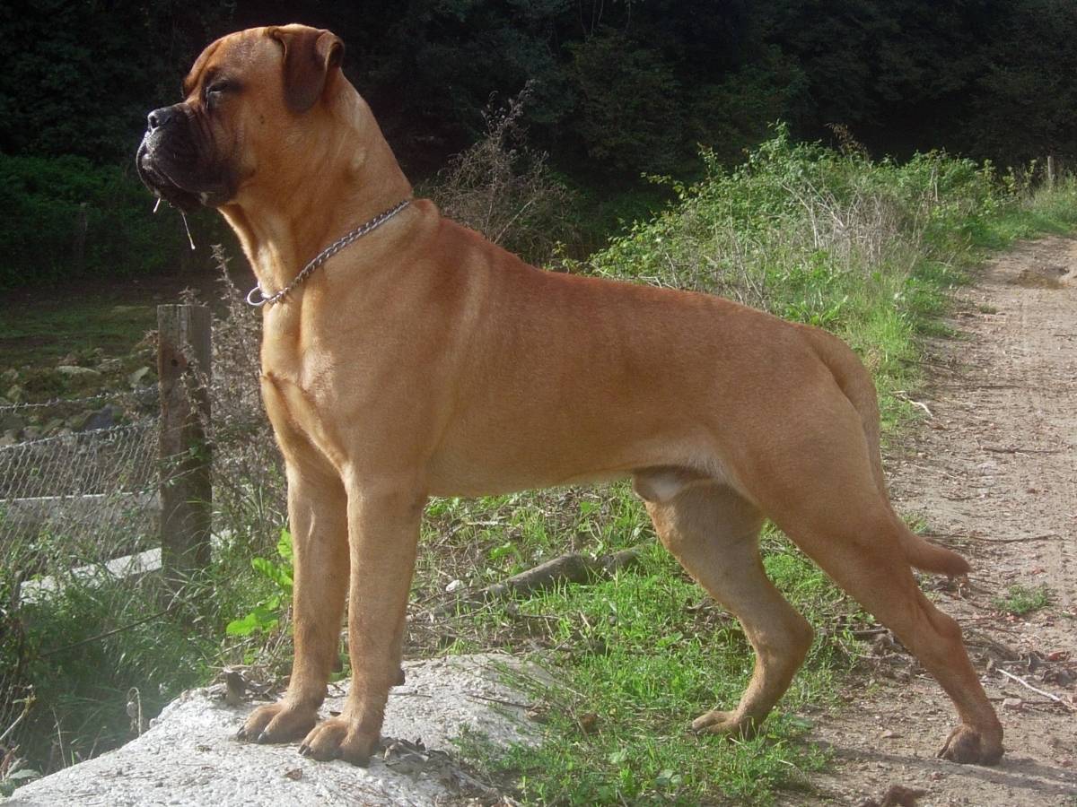 Bullmastiff 1