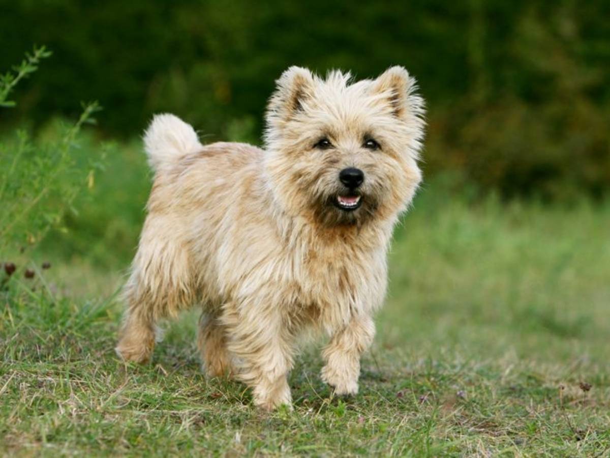 Cairn Terrier 1