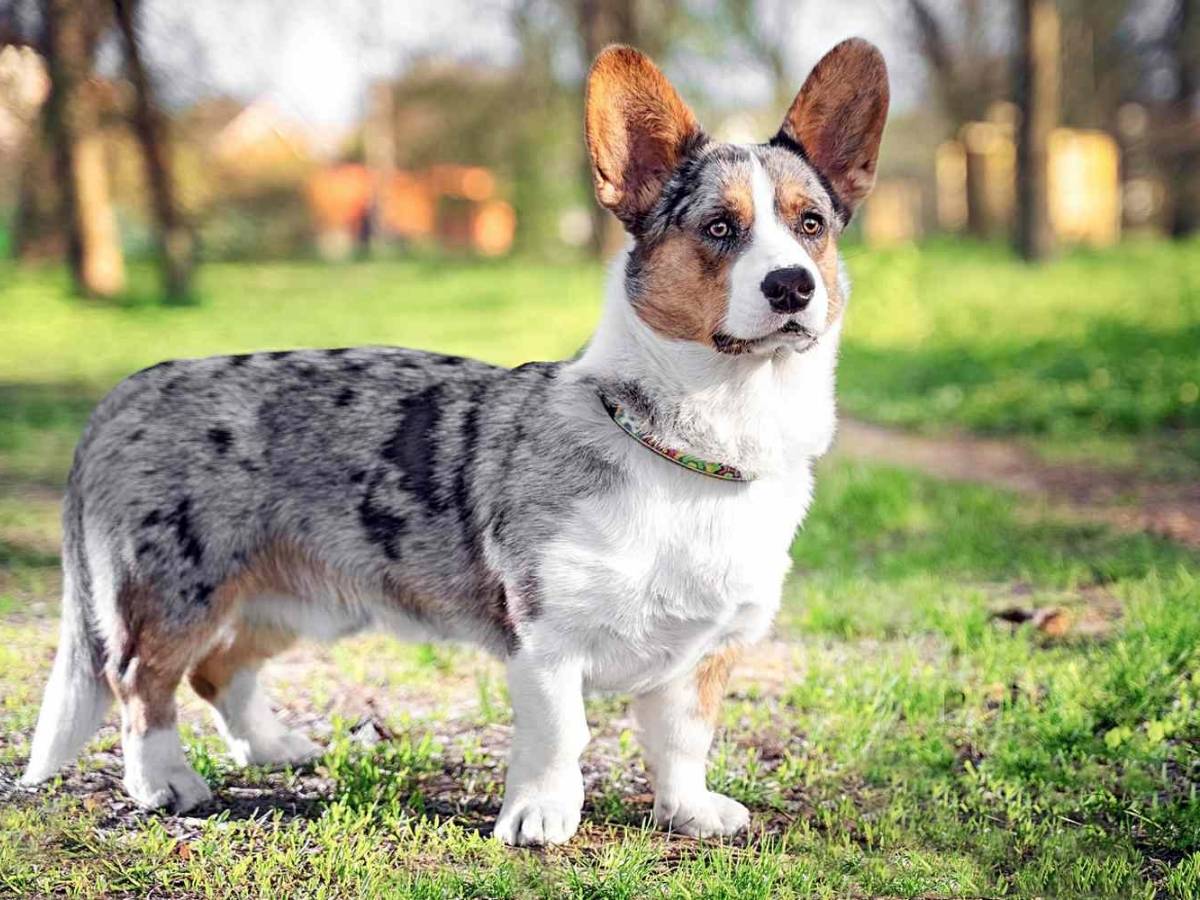 Cardigan Welsh Corgi 1