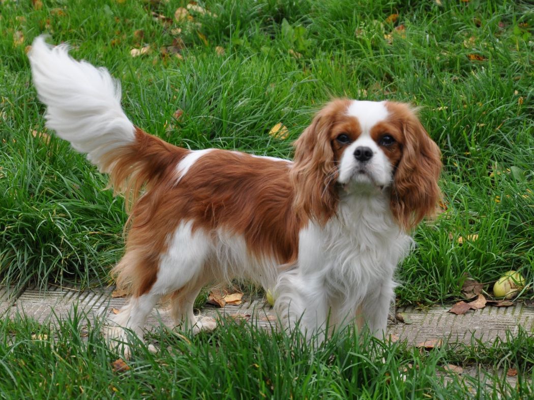 Cavalier King Charles Spaniel 1