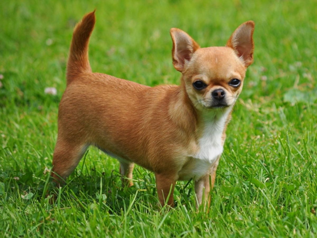 Chihuahua 1