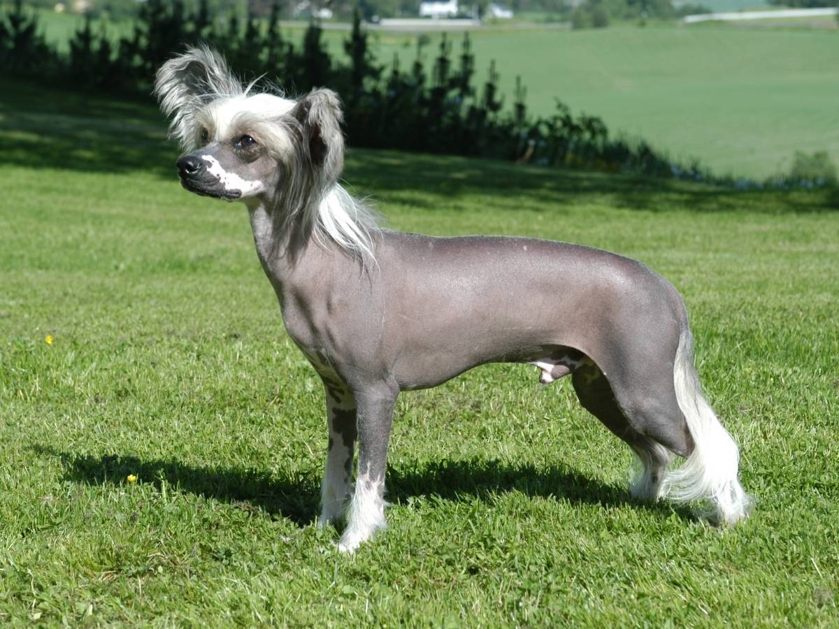 Chinese Crested 1