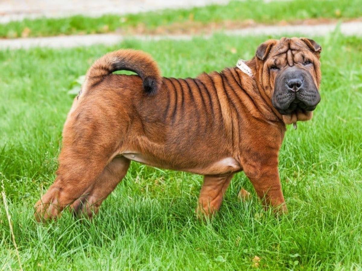 Chinese Shar-Pei 1
