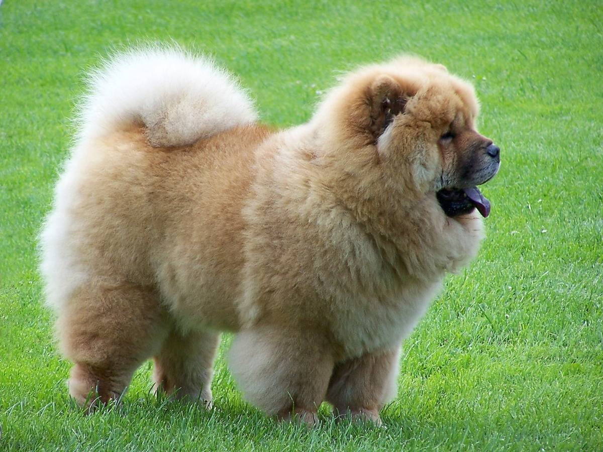 Chow Chow 1
