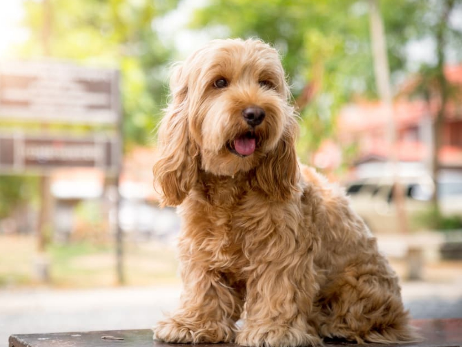 Cockapoo 1