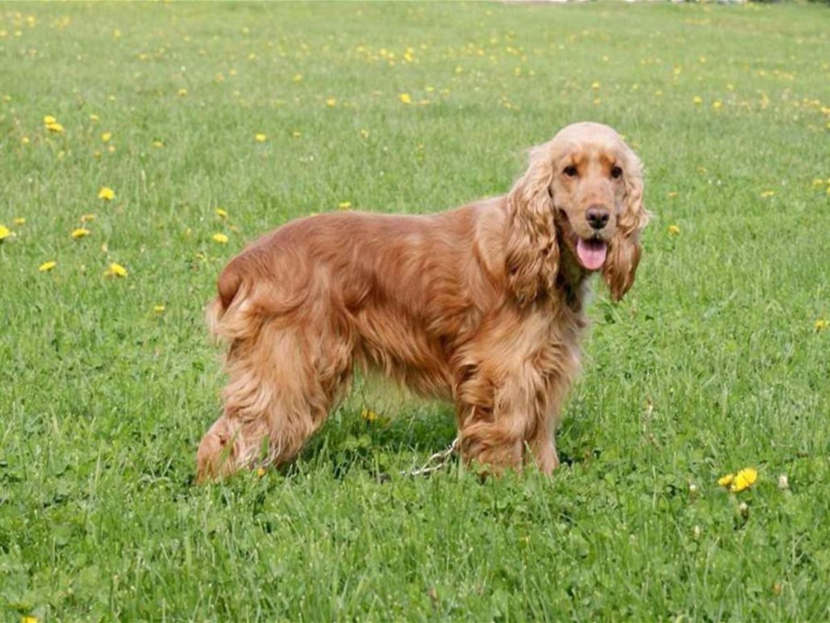 Cocker Spaaniel 1