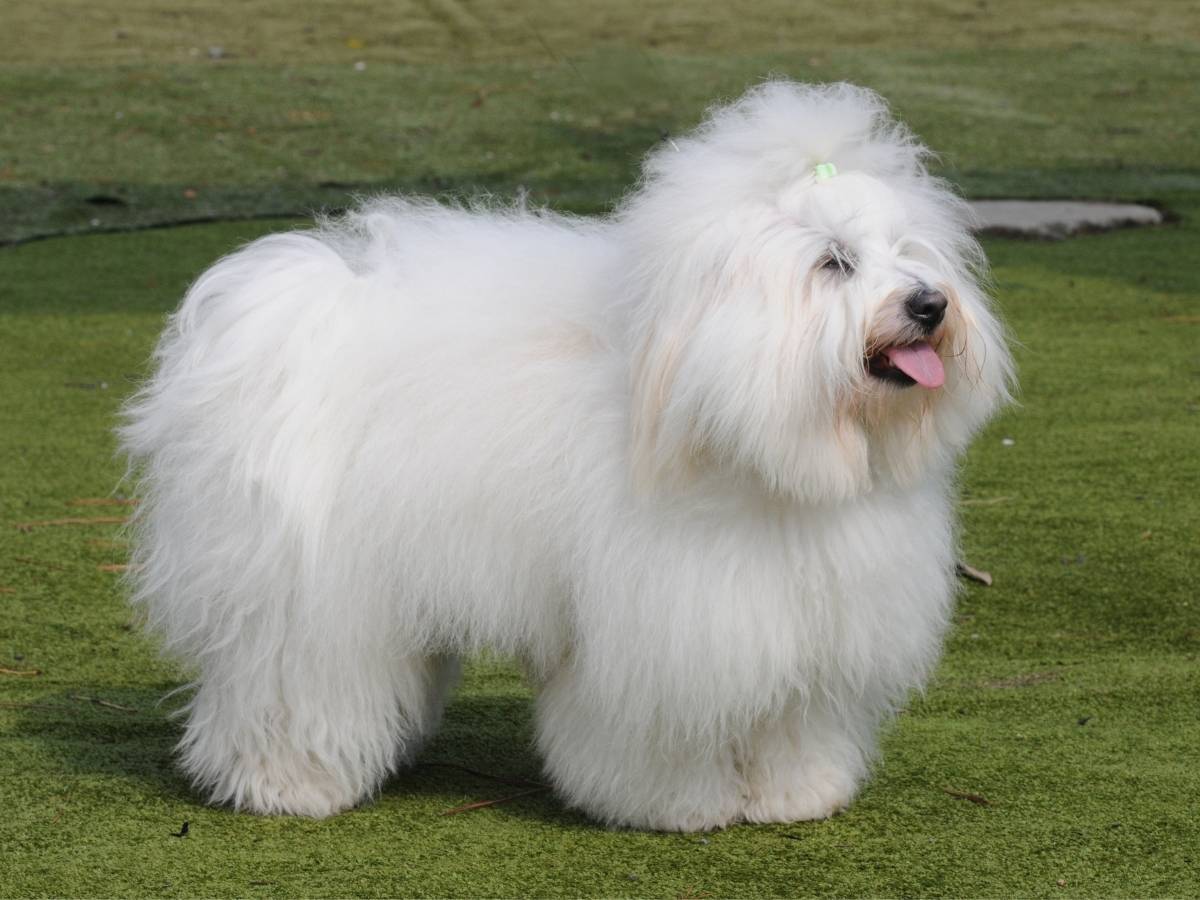 Coton de Tulear 1