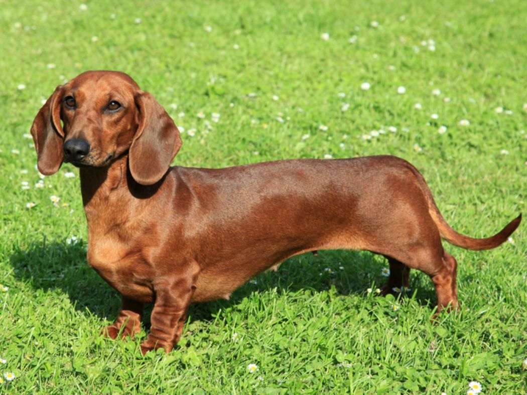 Dachshund 1