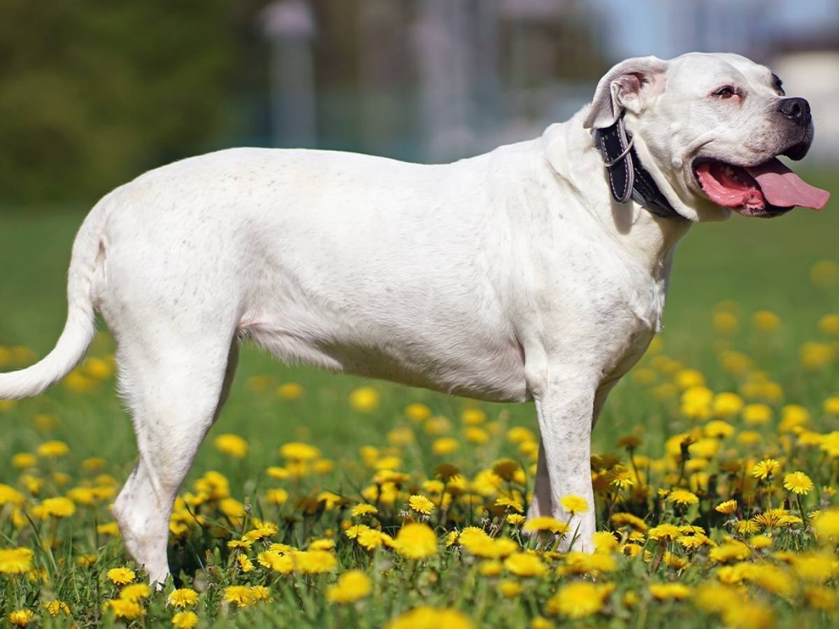 Dogo Argentino 1