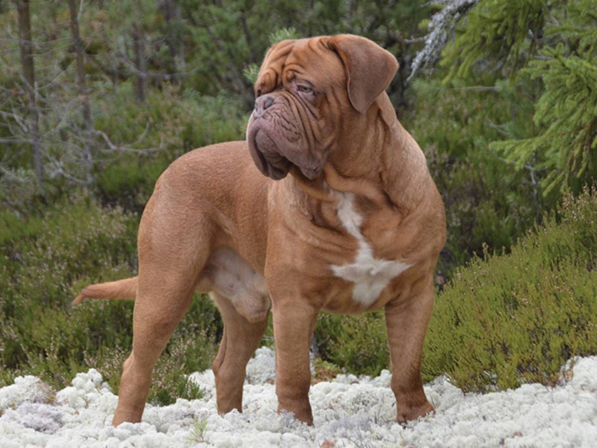 Dogue de Bordeaux 1