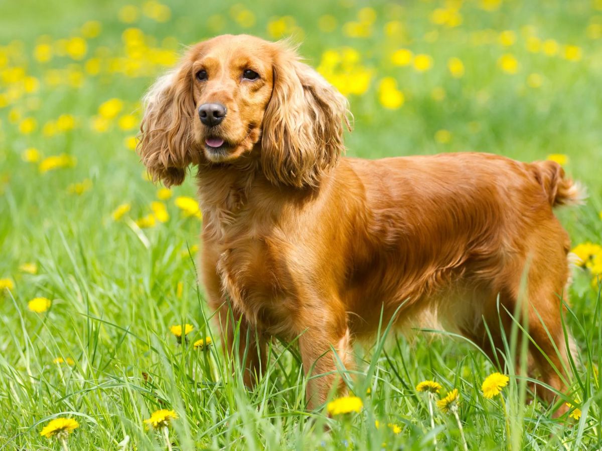 English Cocker Spaniel 1