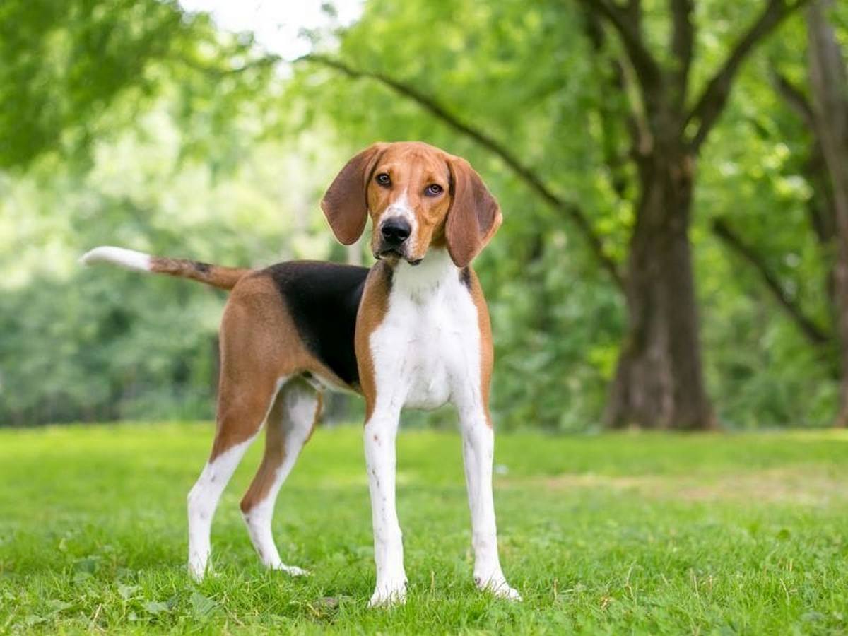 English Foxhound 1