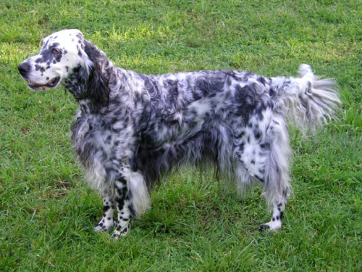 English Setter 1