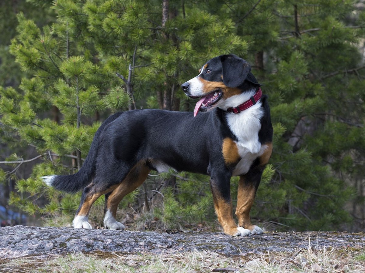 Entlebucher Mountain Dog 1