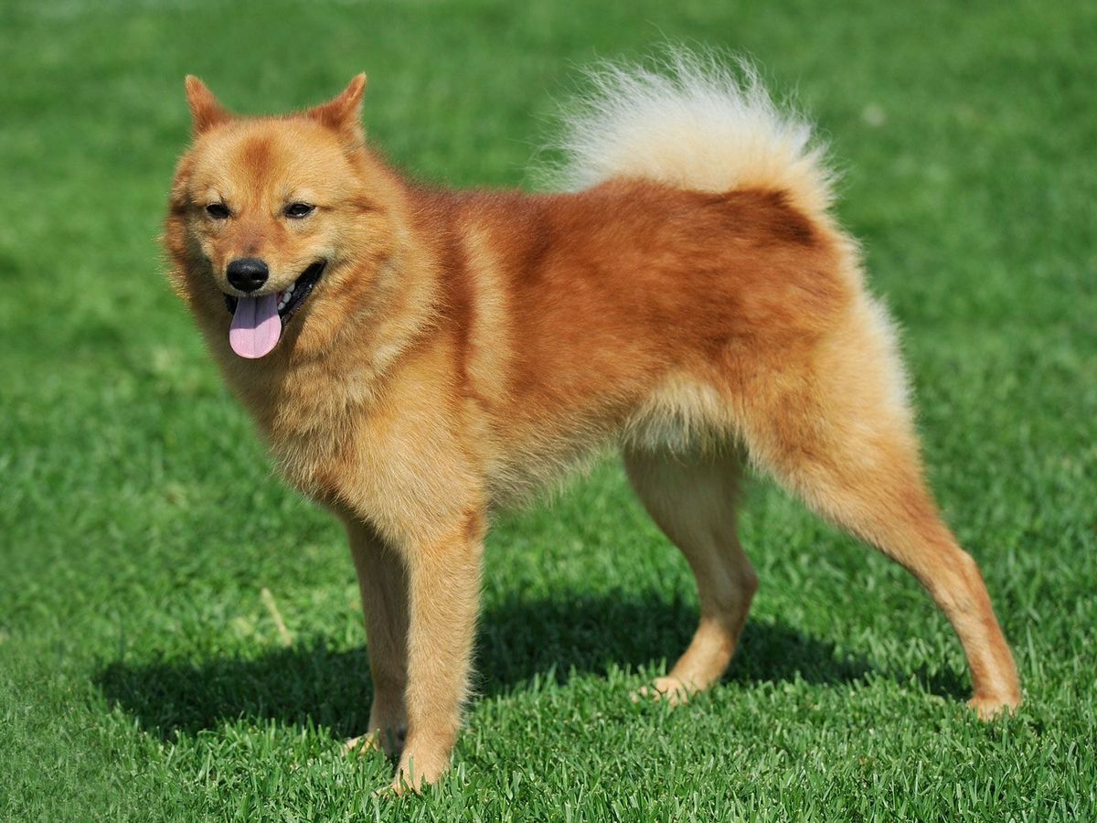 Finnish Spitz 1