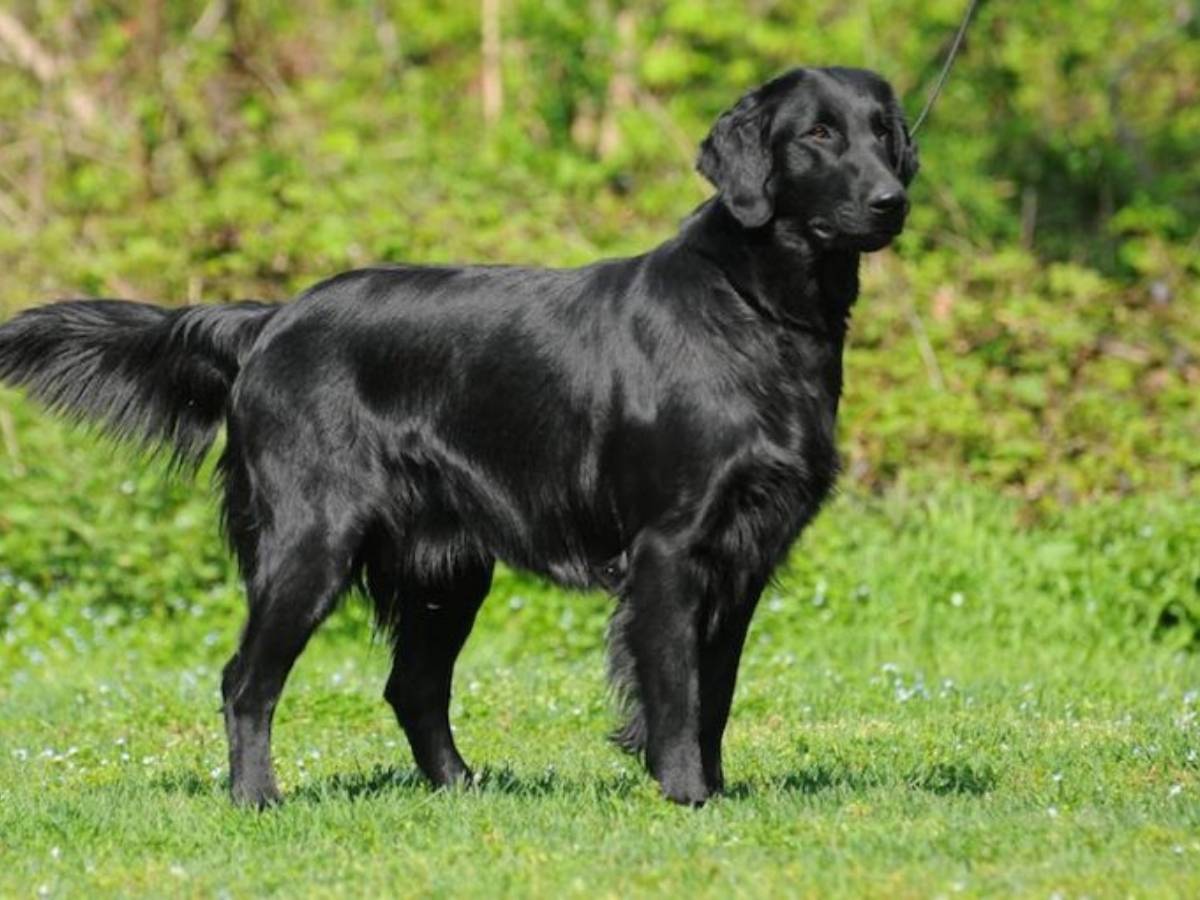 Flat-Coated Retriever 1
