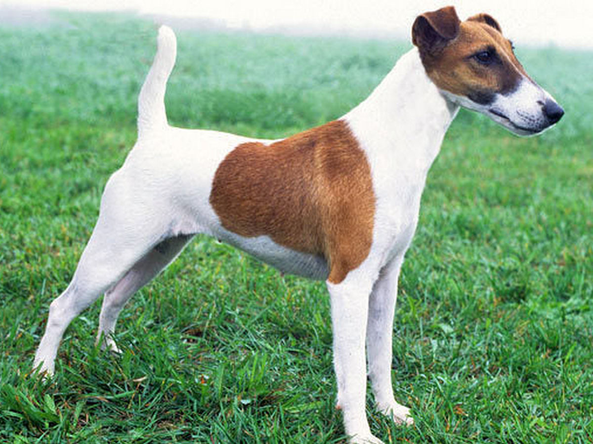 Smooth Fox Terrier 1
